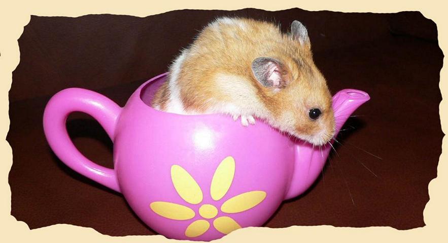Hamster in einer Kanne