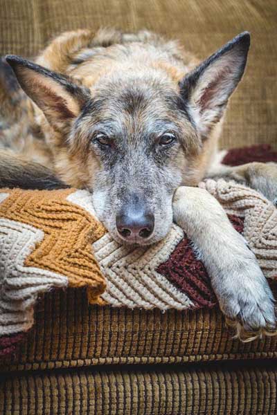 Senior Hund liegt auf einer Wolldecke