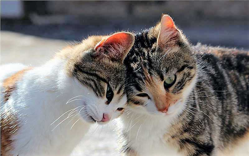 2 Katzen schmusen