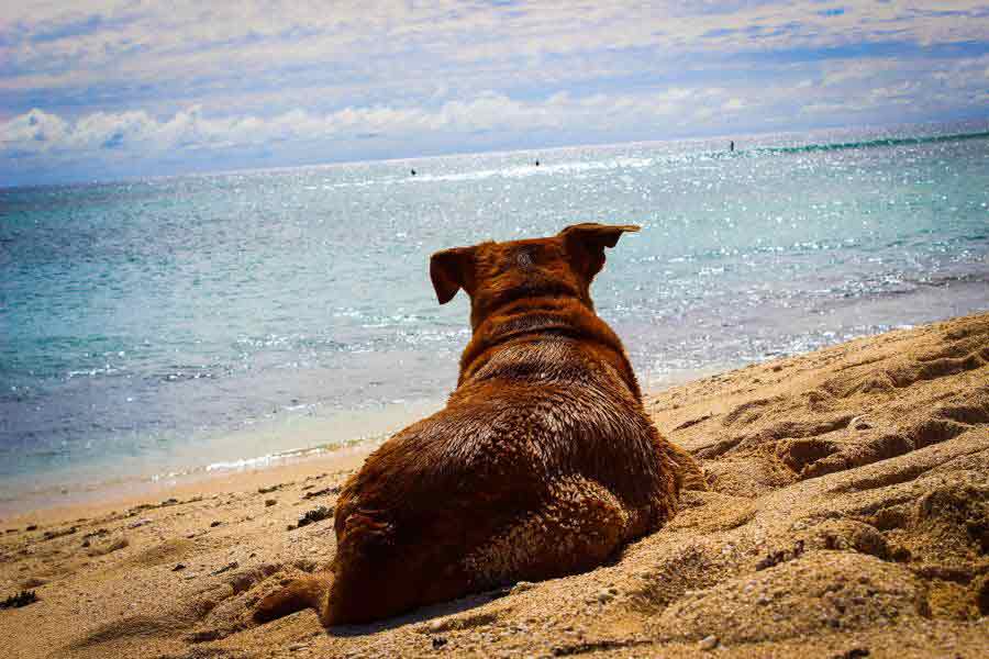 Senior Hund am Strand