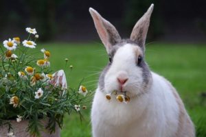 Senior - Kaninchen knabbert an einer Heilpflanze