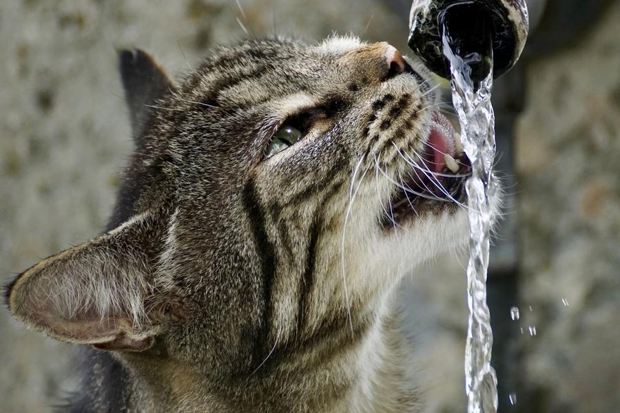 Katze trinkt am Wasserhahn