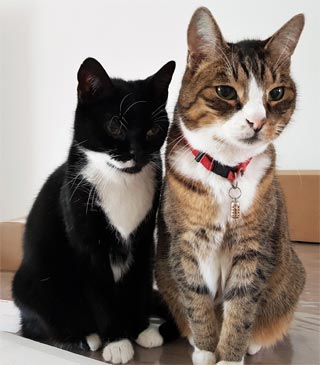 2 Katzen sitzen nebeneinander