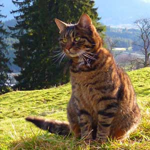 Braune Katze sitzt auf einer Wiese