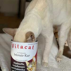 Katze frisst aus Vitacat Dose