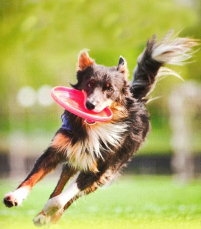 Hund spielt mit einer Frisbeescheibe.