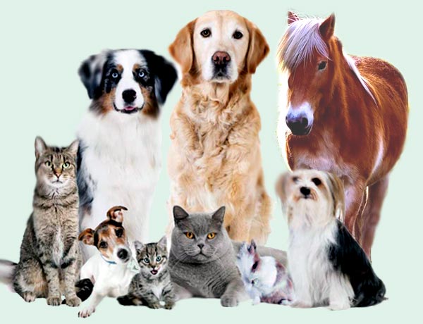 Collage mit einem Pony, 3 Hunden,3 Katzen und einem Meerschweinchen.