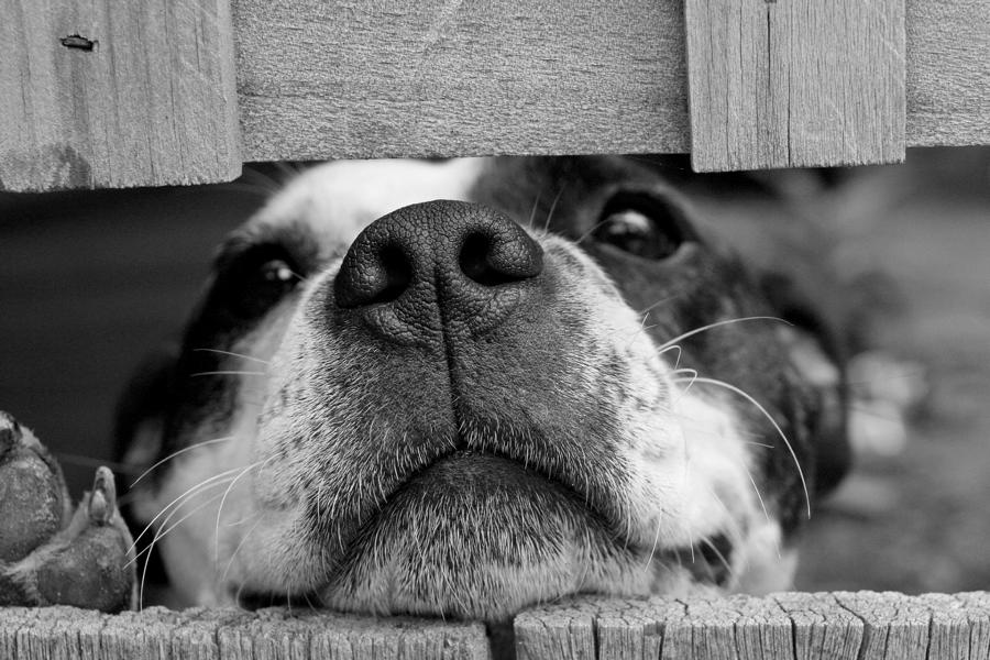 Hund schaut durch eine Lücke im Holzzaun.