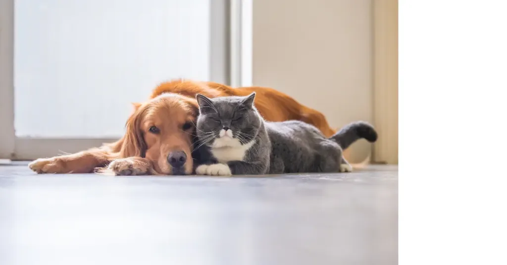 Katze und Hund liegen beieinander.