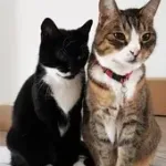 2 Katzen sitzen nebeneinander.