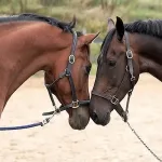 2 Pferde stehen Kopf an Kopf beisammen.