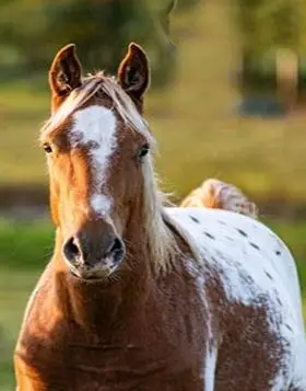 Appaloosa Stute