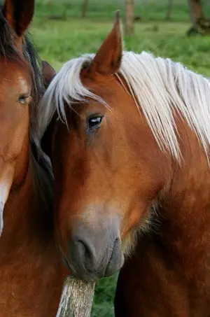 Haflinger Stute 