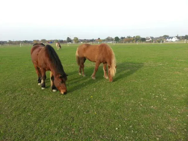 2 Island Ponys auf einer Wiese.