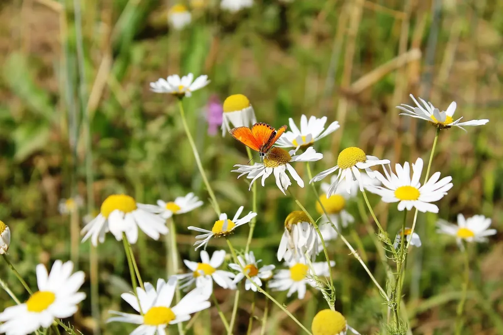 Kamilleblüten mit einem Schmetterling.