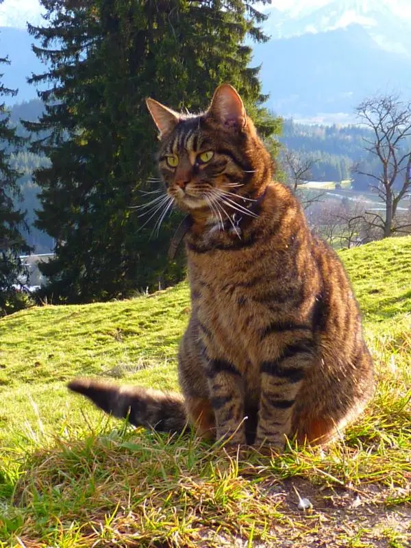 Ein glücklicher Katze