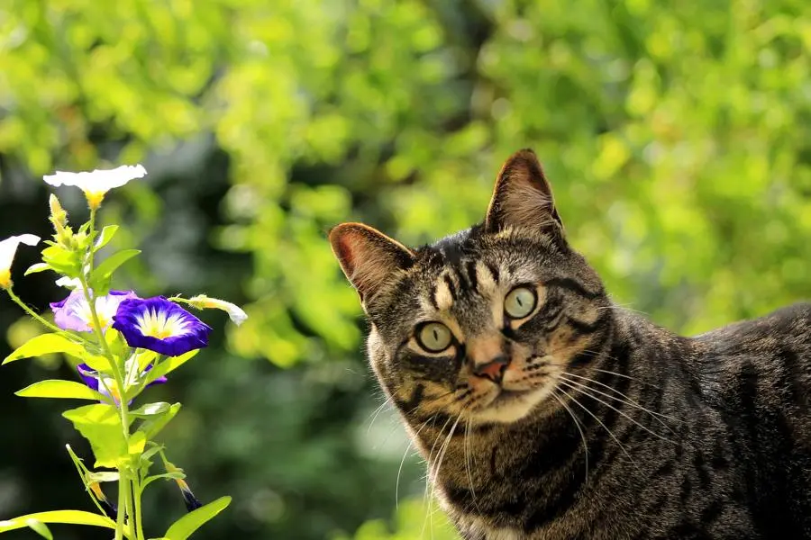 Hauskatze schaut neugierig.