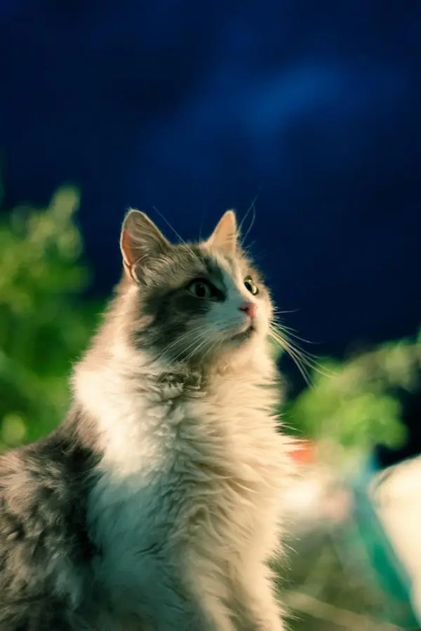 Katze schaut neugierig.
