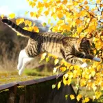 Katze springt vor herbstlichem Strauch hoch.