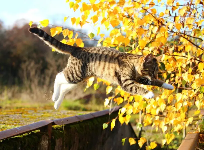 Katze springt vor herbstlichem Strauch hoch.