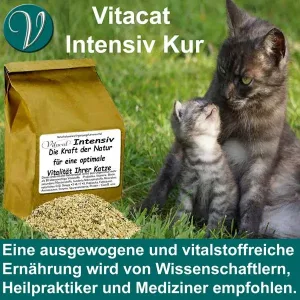 Kitten schaut glücklich ihre Mutter an.