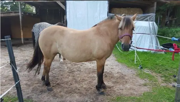 Pony leidet unter Sommerekzem, Stoffwechselstörung, COB, Allergien, Hautpilz,