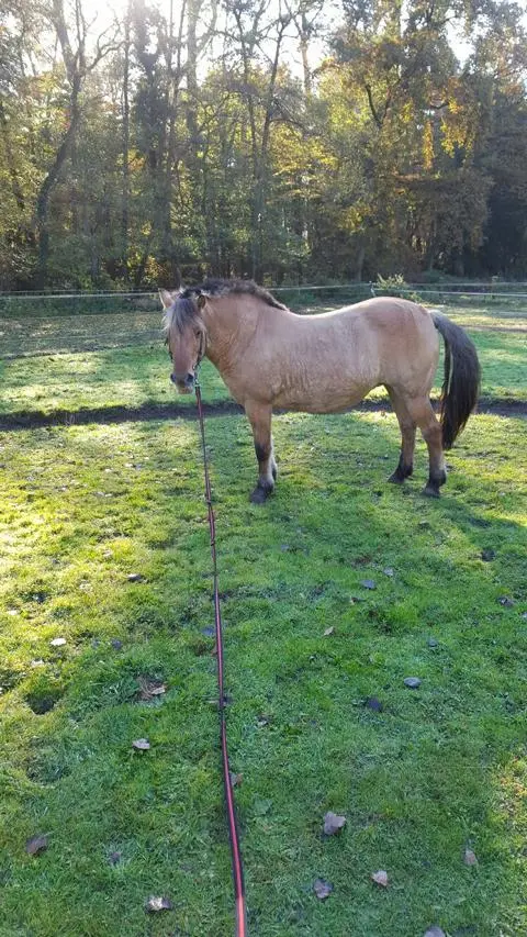 Pony leidet nicht mehr unter Sommerekzem.