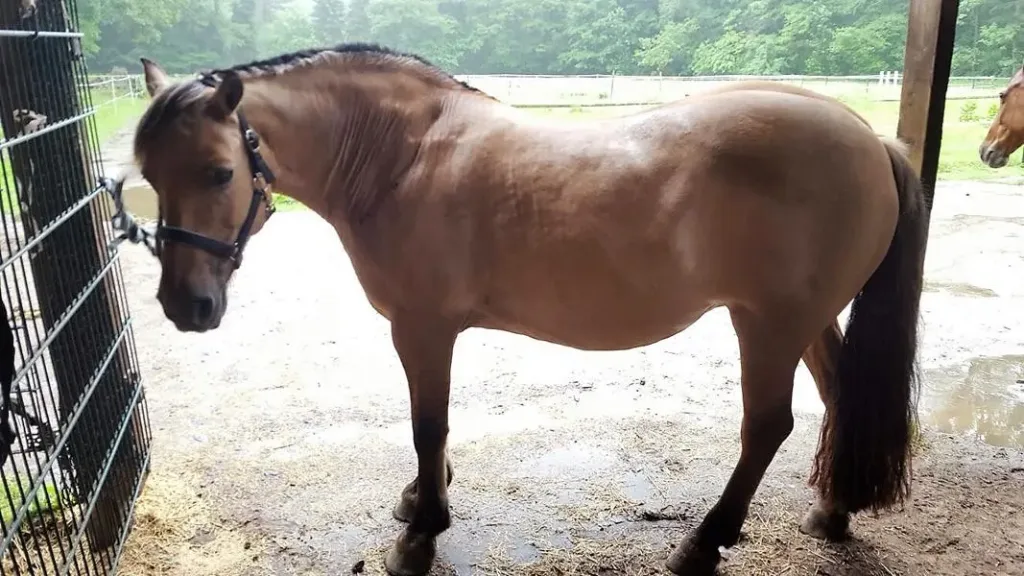 Pony leidet nicht mehr unter Sommerekzem, 