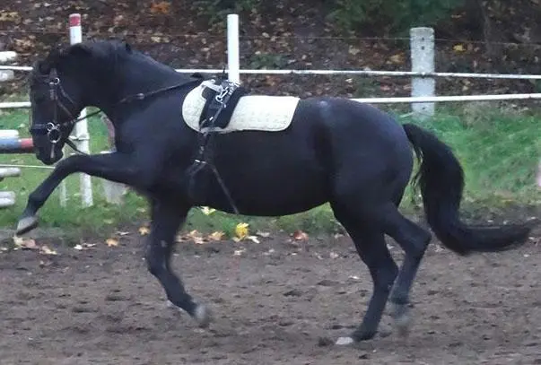 Pferd, Warmblut - Oldenburger hatte Mauke, COB, Borreliose und Arthrose, wurde erfolgreich therapiert.