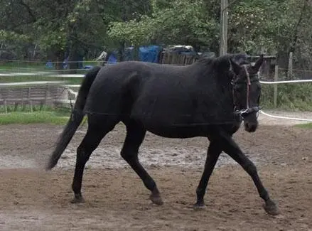 Pferd, Warmblut - Oldenburger hatte Mauke, COB, Borreliose und Arthrose, wurde erfolgreich therapiert.