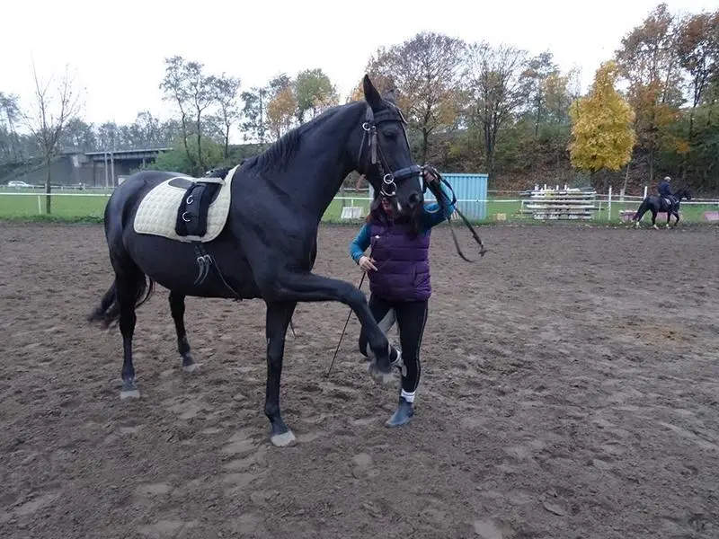 Pferd, Warmblut - Oldenburger hatte Mauke, COB, Borreliose und Arthrose, wurde erfolgreich therapiert.