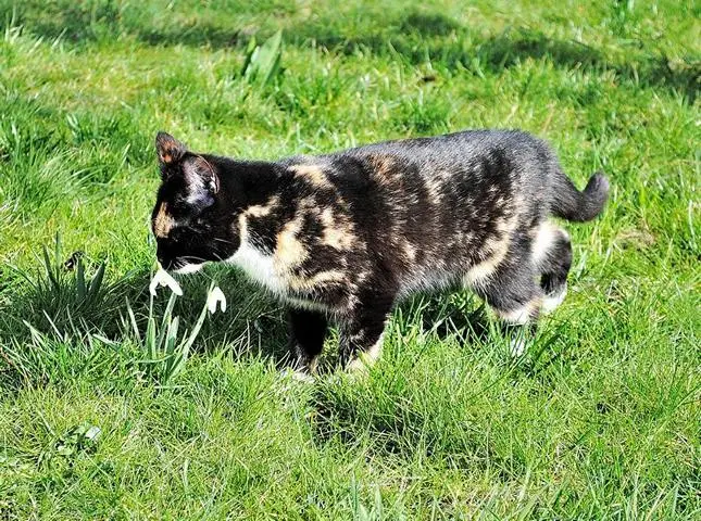 Katze auf einer Wiese schnuppert nach überstandener FIP Infektion  an einer Blume.