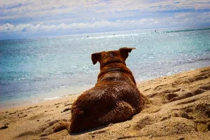Hund schaut auf das Meer.