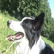 Hund auf einer Wiese leidet an Zwingerhusten.