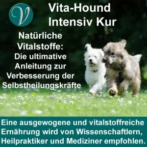 2 Hunde laufen über eine Blumenwiese