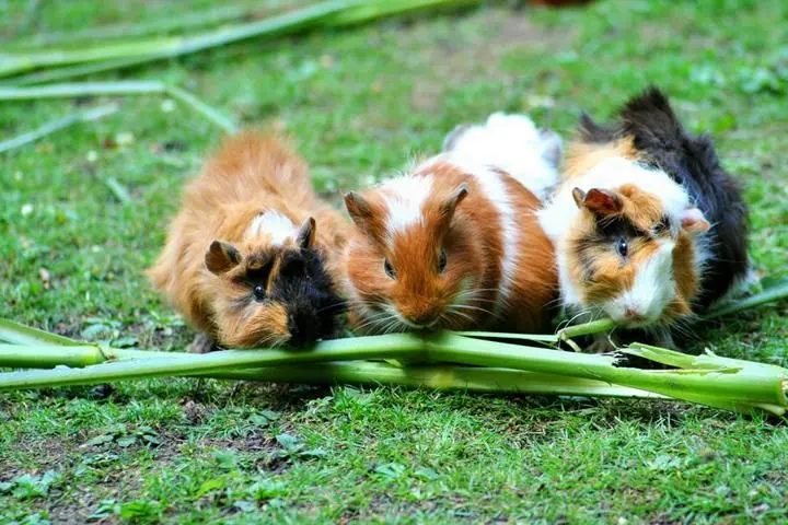 3 Meerschweinchen nagen an Halmen