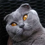 Kartäuser Katze