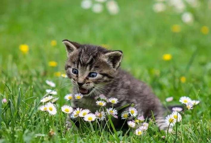 Kitten mit einer FIP Infektion