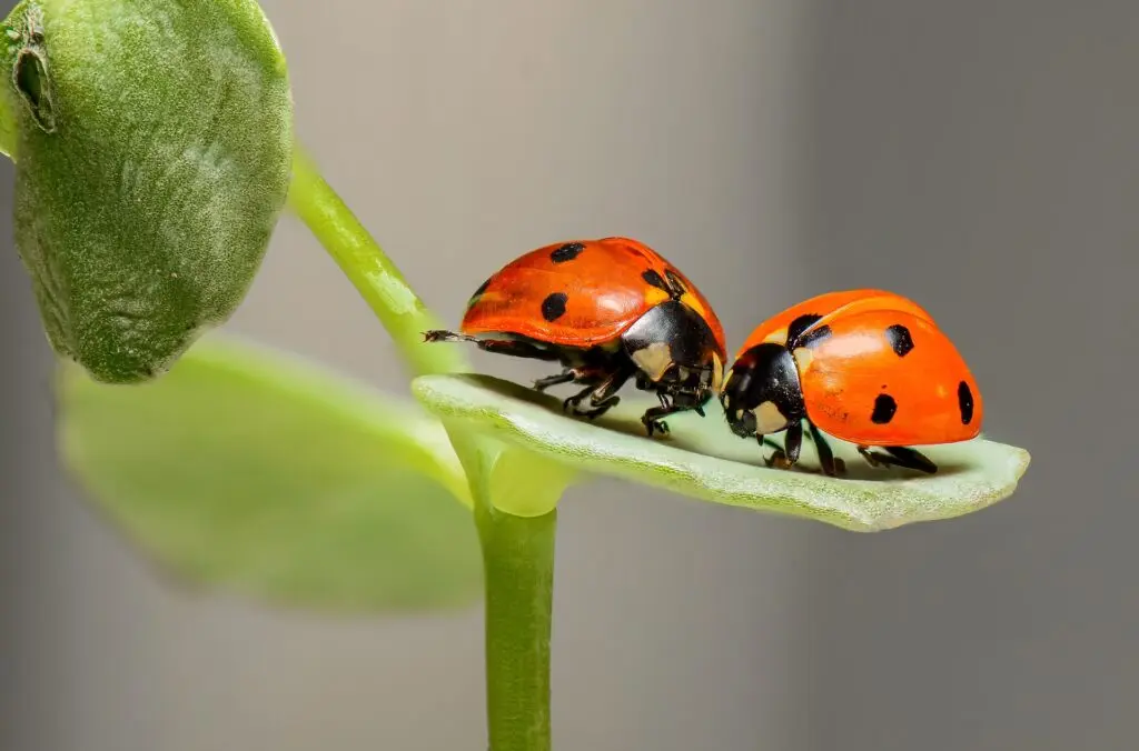 2 Marienkäfer auf einem Blatt