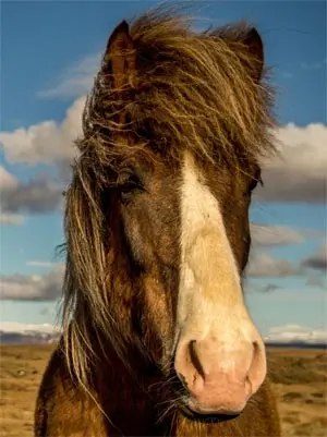 Pferd in freier Natur