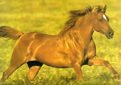 Pferd galoppiert über eine Wiese