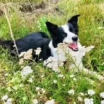 Glücklicher Hund liegt auf einer Blumenwiese