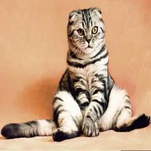 Katze schaut ratlos.