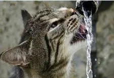 Katze trinkt am Wasserhahn.