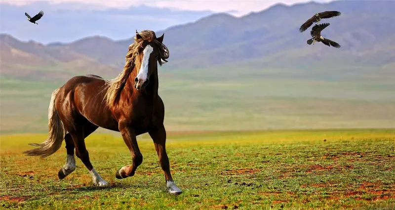 Wildpferd galoppiert durch Steppe