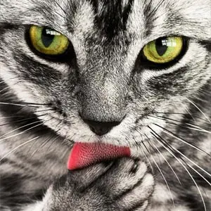 Katze leckt sich die Pfote.