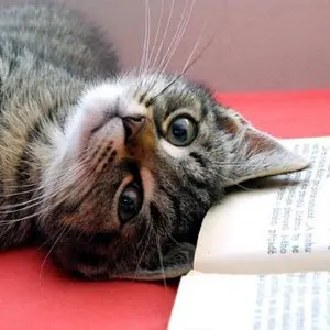 Eine Katze hat Katzenschnupfen und liegt auf einem Kissen.