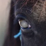 Grauer Star bei einem Pferd.