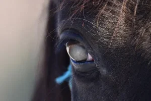 Grauer Star bei einem Pferd.