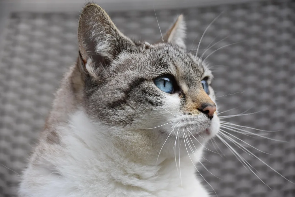 Hauskatze mit blauen Augen.